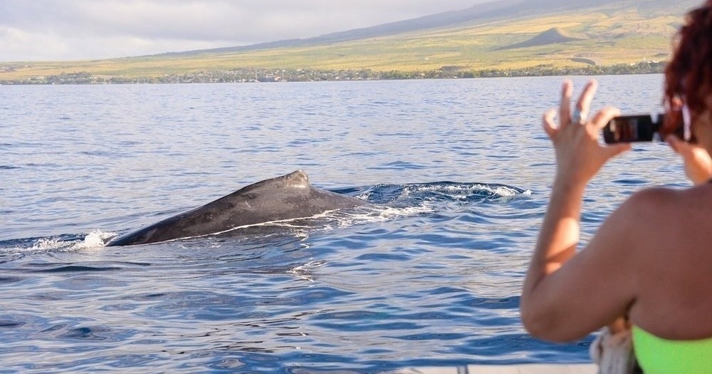 Maui Whale Watching Tour — Eye-Level Eco-Raft
