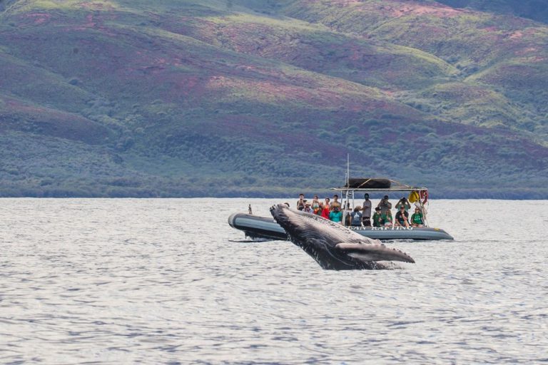 Maui Whale Watching Tour — Eye-Level Eco-Raft