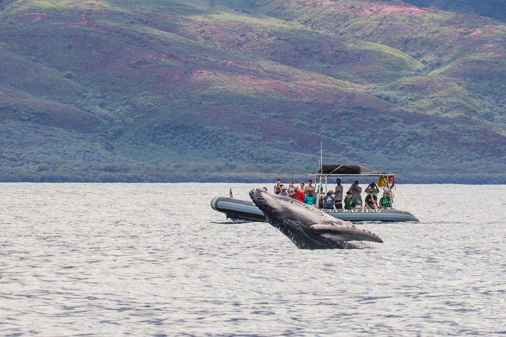 Maui Whale Watching Tour — Eye-Level Eco-Raft