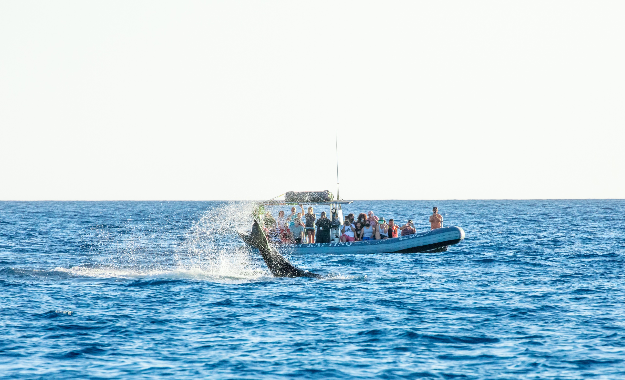 Maui Whale Watching Tour — Eye-Level Eco-Raft