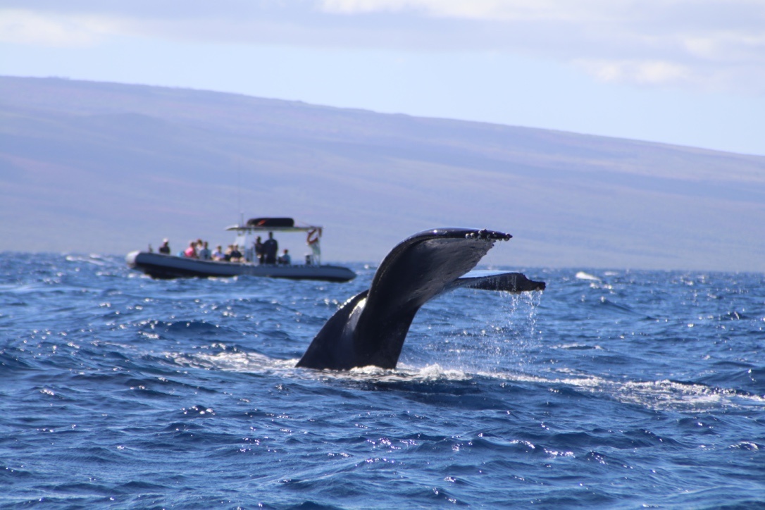 Maui Whale Watching Tour — Eye-Level Eco-Raft