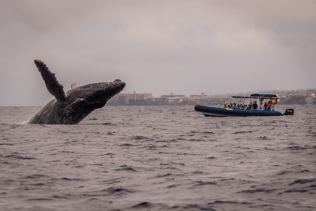 Maui Whale Watching Tour — Eye-Level Eco-Raft