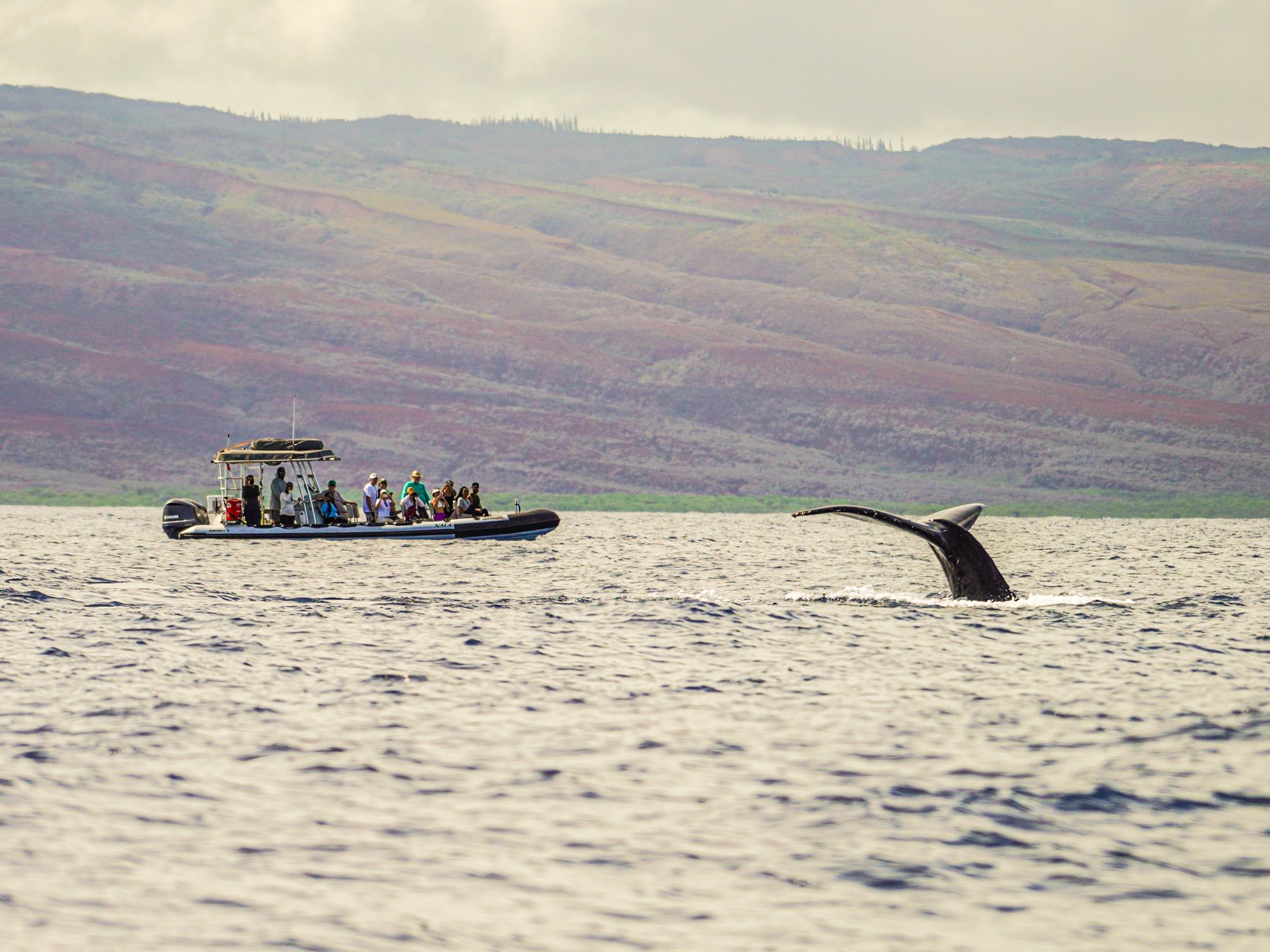 Maui Whale Watching Tour — Eye-Level Eco-Raft