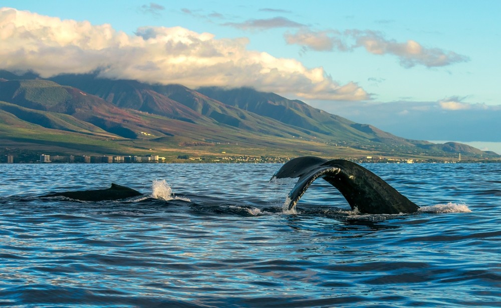 Maui Whale Watching Tour — Eye-Level Eco-Raft