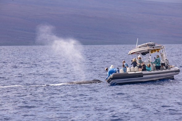 Maui Whale Watching Tour — Eye-Level Eco-Raft