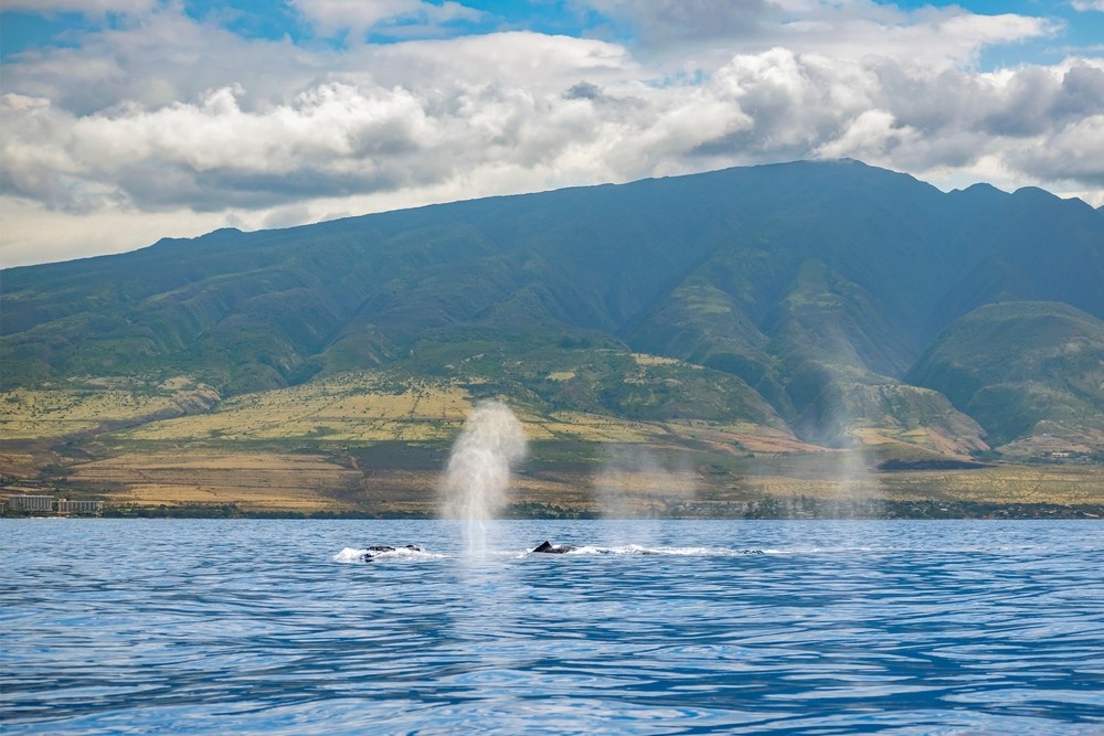 Maui Whale Watching Tour — Eye-Level Eco-Raft