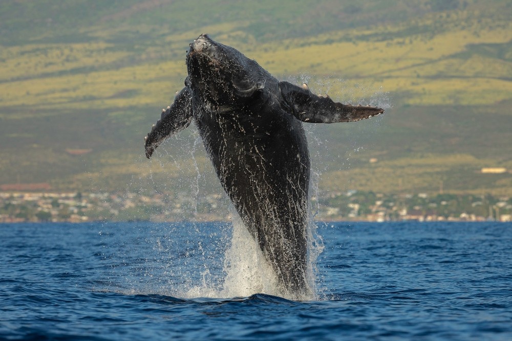 Maui Whale Watching Tour — Eye-Level Eco-Raft