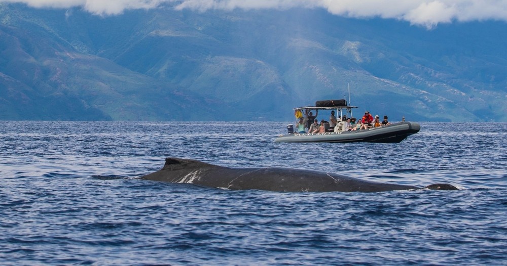 Maui Whale Watching Tour — Eye-Level Eco-Raft