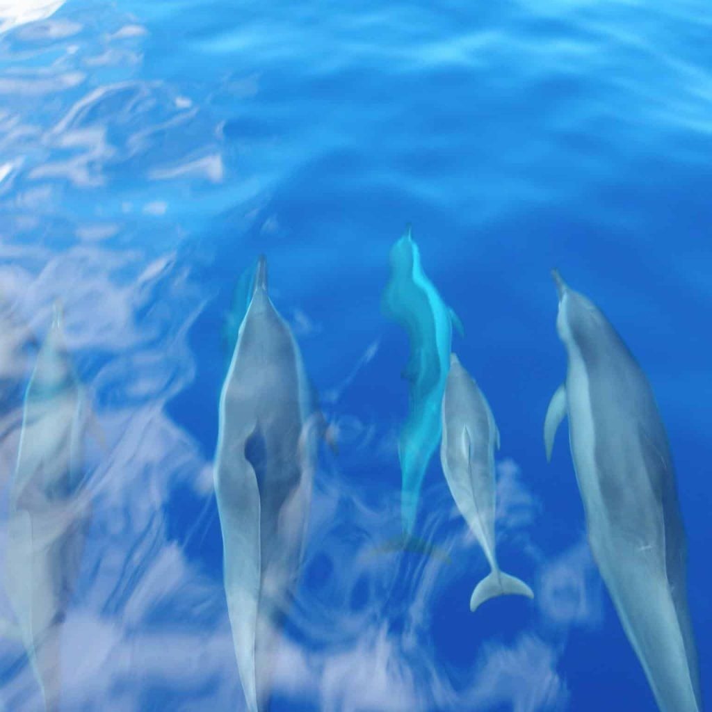 Lanai Snorkeling and Dolphin Watching Tour (Semi-Private)