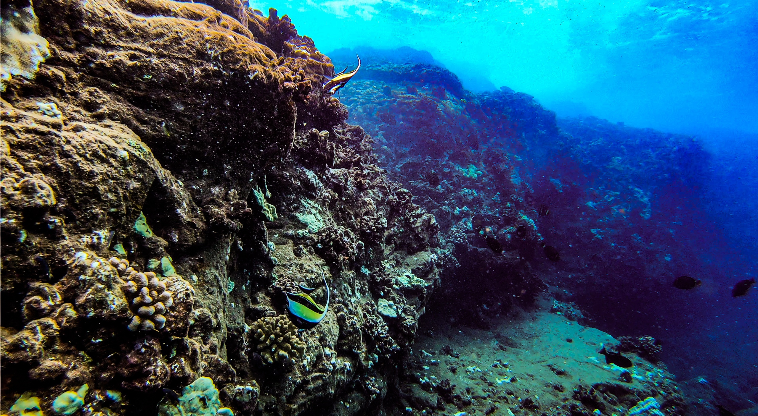 Lanai Snorkeling and Dolphin Watching Tour (Semi-Private)