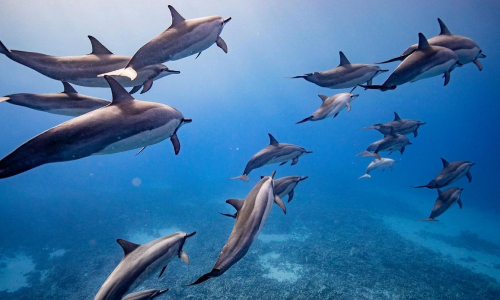 Lanai Snorkeling and Dolphin Watching Tour (Semi-Private)
