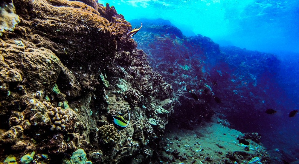 Maui Turtle Snorkeling &amp; Whale Watching Tour (2n1/Semi-Private)