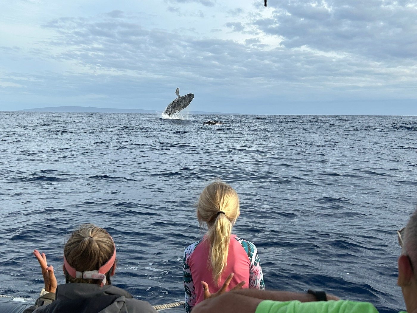 Maui Turtle Snorkeling &amp; Whale Watching Tour (2n1/Semi-Private)