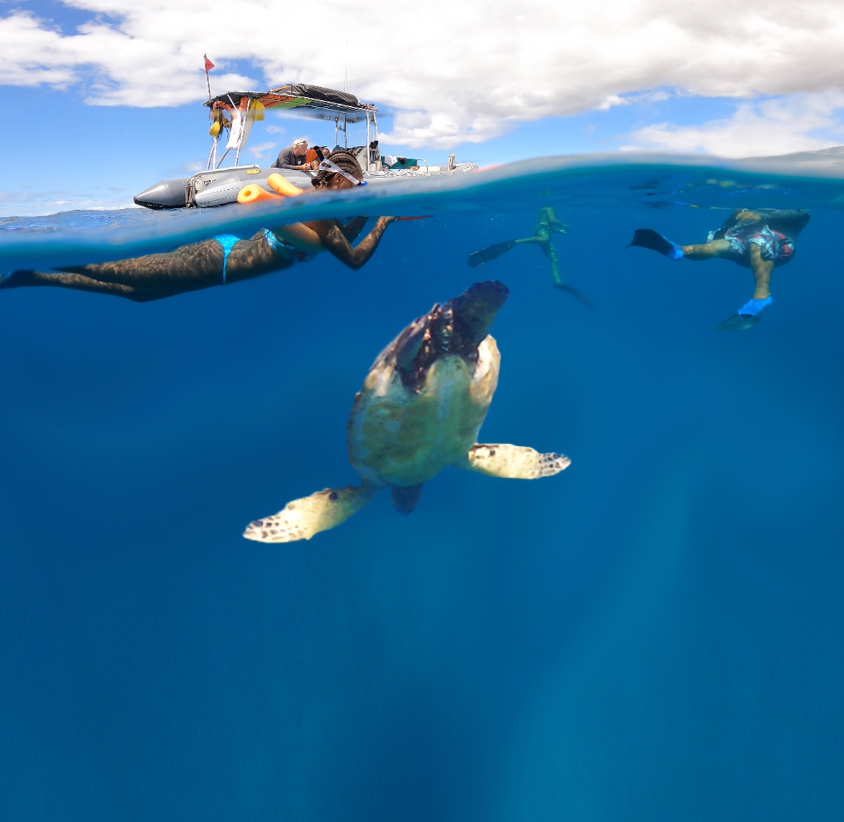 Maui Turtle Snorkeling &amp; Whale Watching Tour (2n1/Semi-Private)