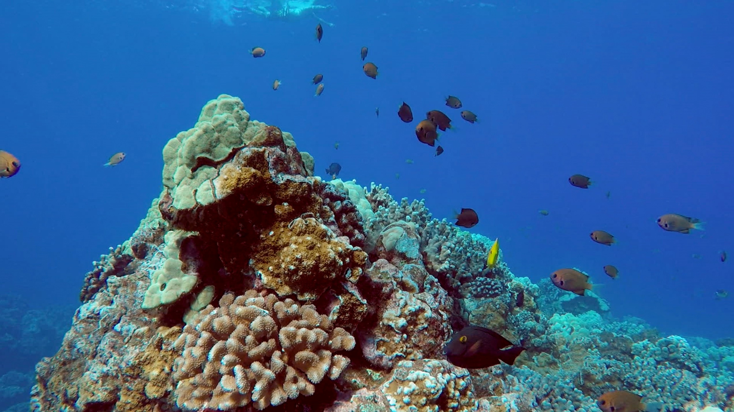 Maui Turtle Snorkeling &amp; Whale Watching Tour (2n1/Semi-Private)