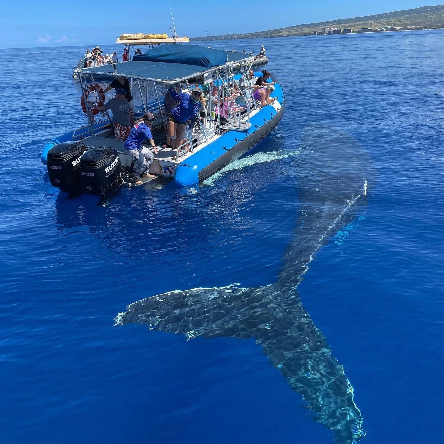 Maui Turtle Snorkeling &amp; Whale Watching Tour (2n1/Semi-Private)