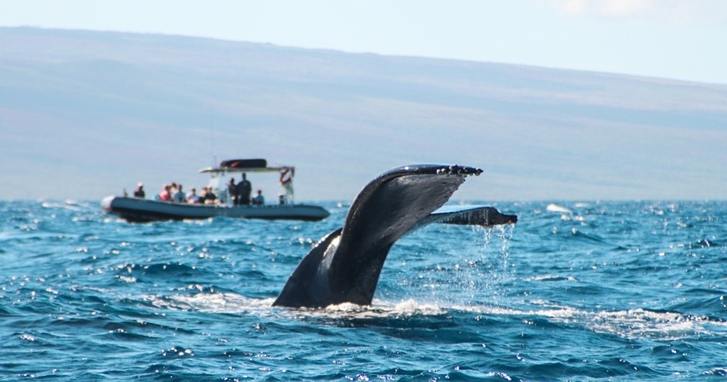 Maui Turtle Snorkeling &amp; Whale Watching Tour (2n1/Semi-Private)