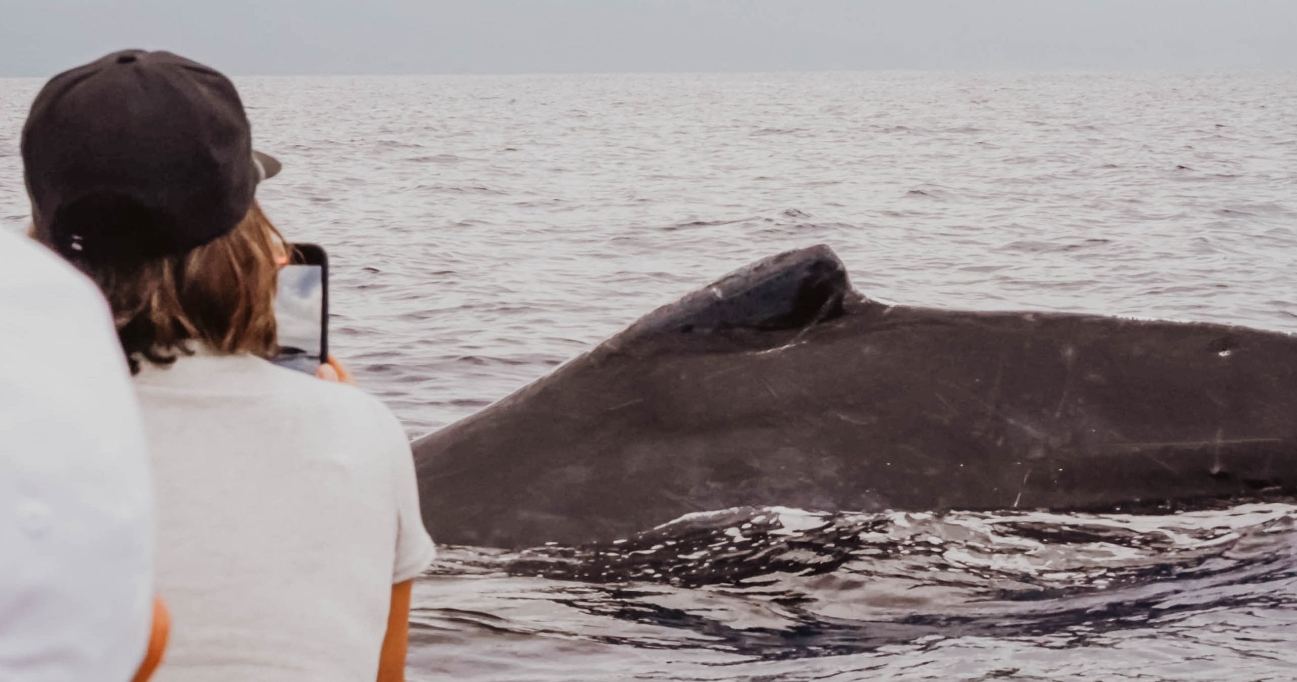 Maui Turtle Snorkeling &amp; Whale Watching Tour (2n1/Semi-Private)