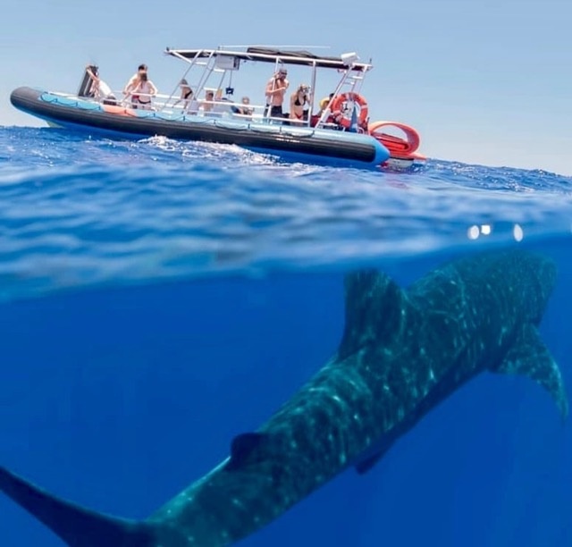 Maui Turtle Snorkeling &amp; Whale Watching Tour (2n1/Semi-Private)