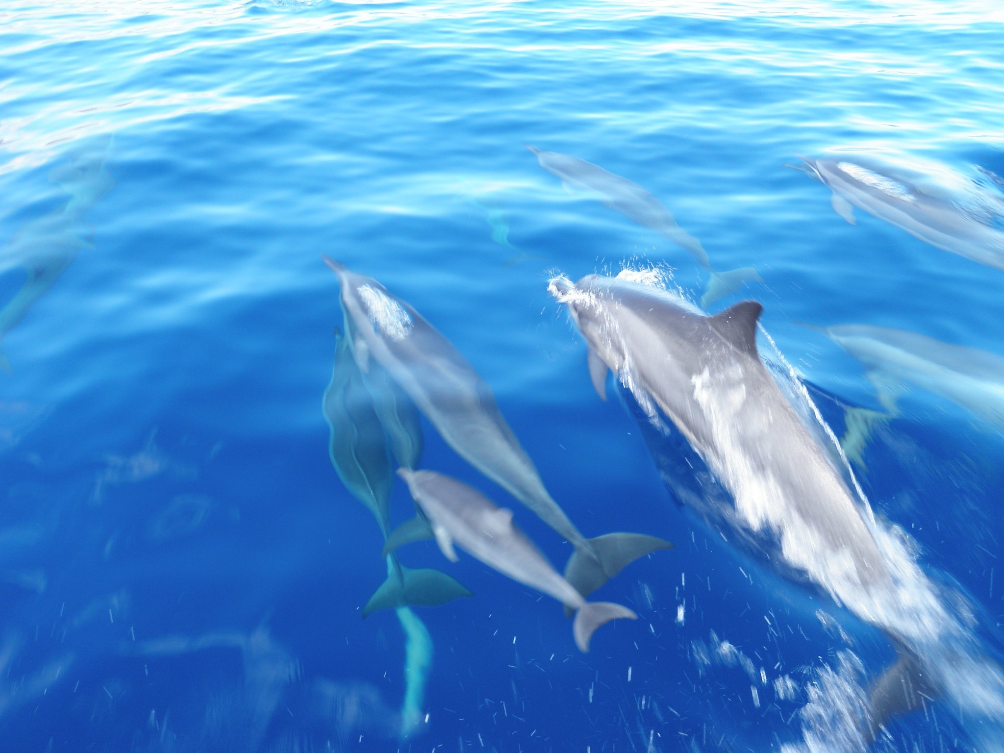 Maui Turtle Snorkeling &amp; Whale Watching Tour (2n1/Semi-Private)
