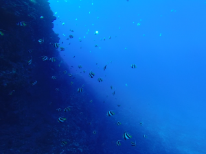 Lanai snorkeling and dolphin watching