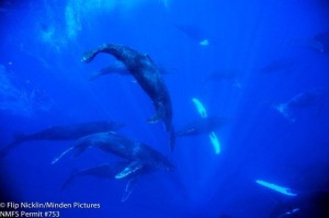 whale watches from Maui