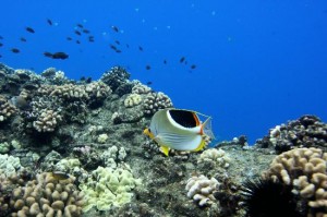 Maui marine life