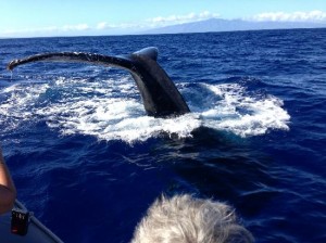 lahaina whale watches