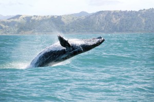 Maui marine life