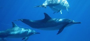 snorkeling and whale watching