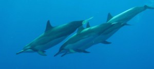 snorkeling around lanai