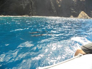 Lanai snorkeling dolphin encounter