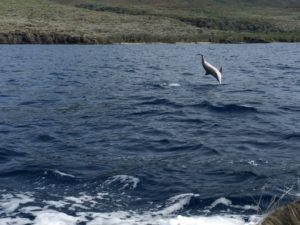 Lanai snorkeling adventures