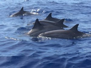Lanai snorkeling tours