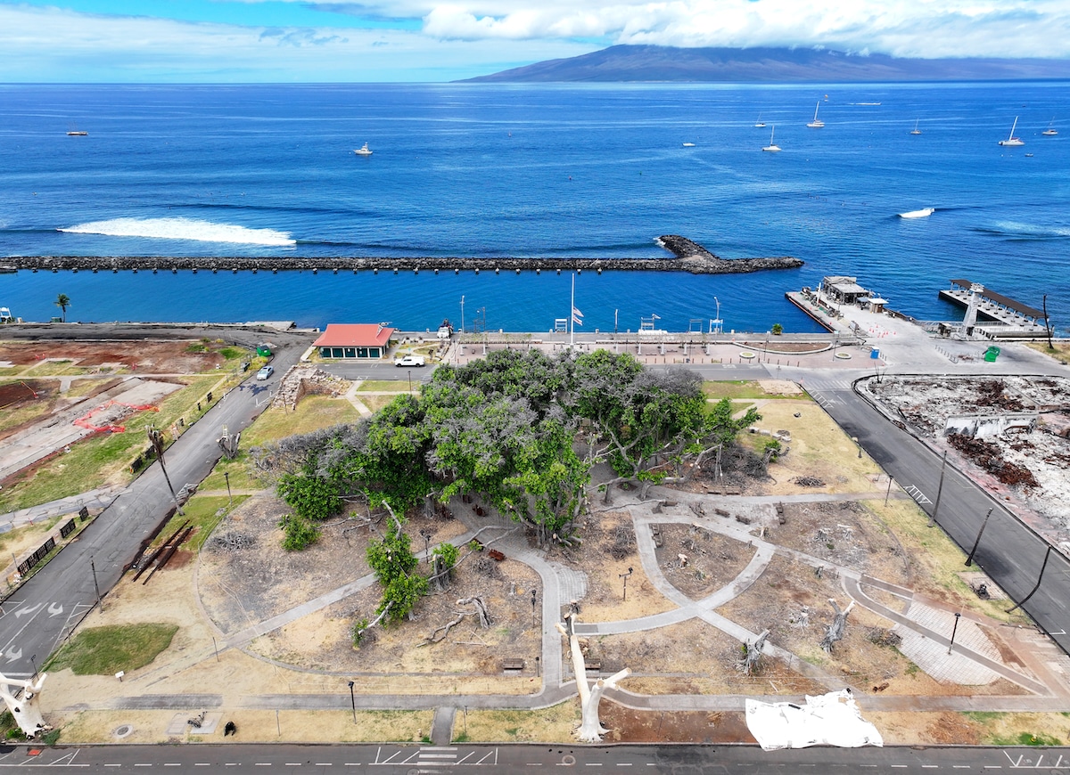 Lahaina Banyan Tree after fire