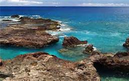 Snorkel Maui shark fin