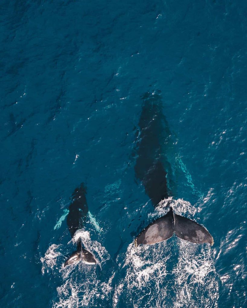 maui marine life