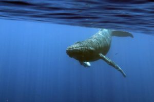 whale watching is going stronf