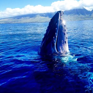 whale watching tour