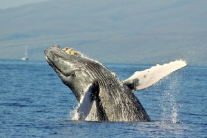 Maui whale watching, Hop on a Whale Watch!