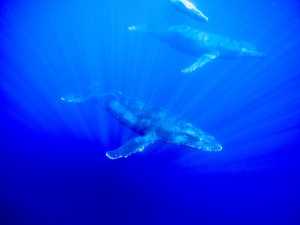 Maui snorkeling and whale watching