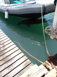 monk seal Lahaina harbor