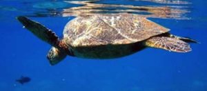 Snorkel with turtles in Maui