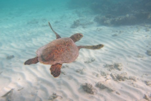 Turtle