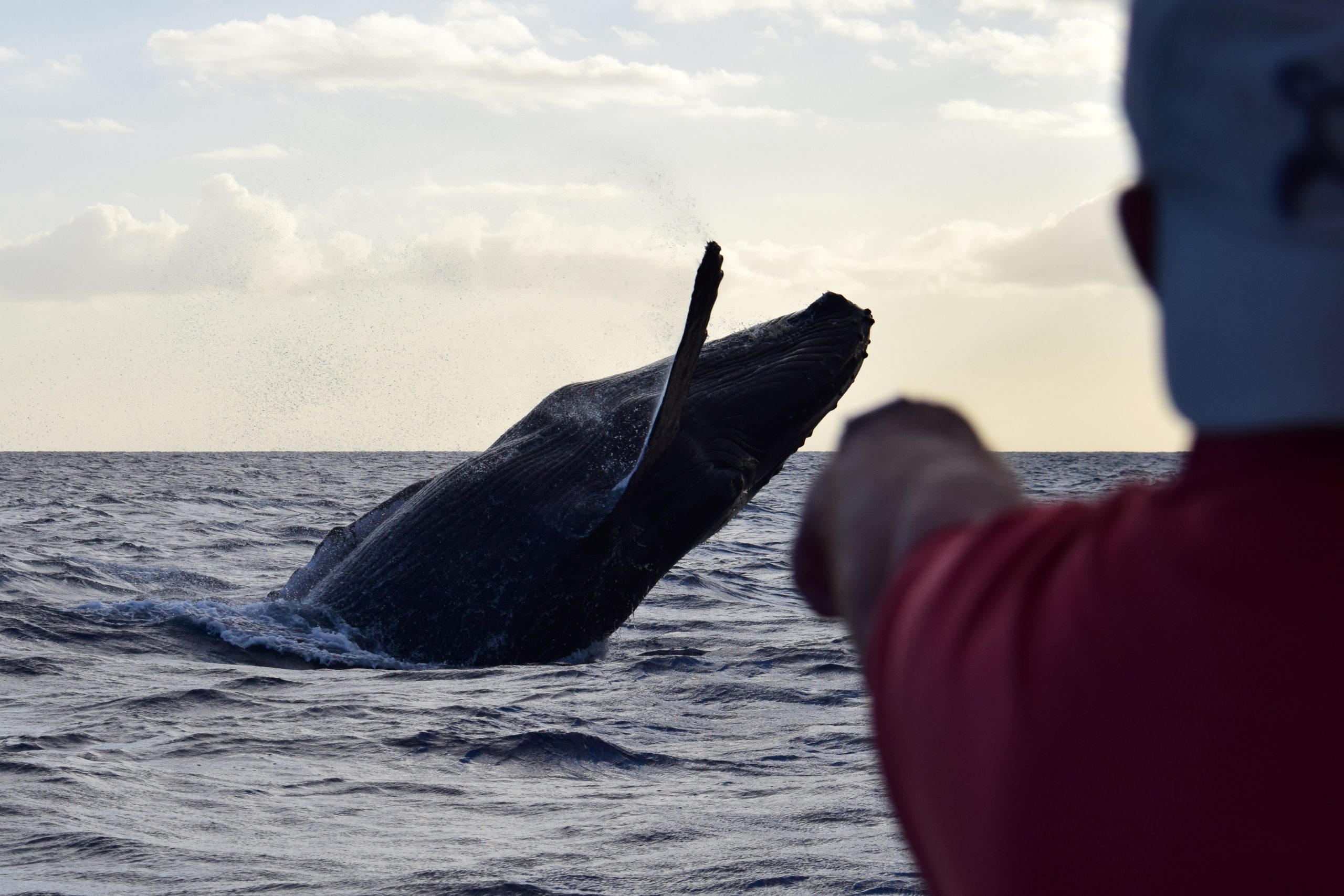 Man watching a whale on the tour he booked.