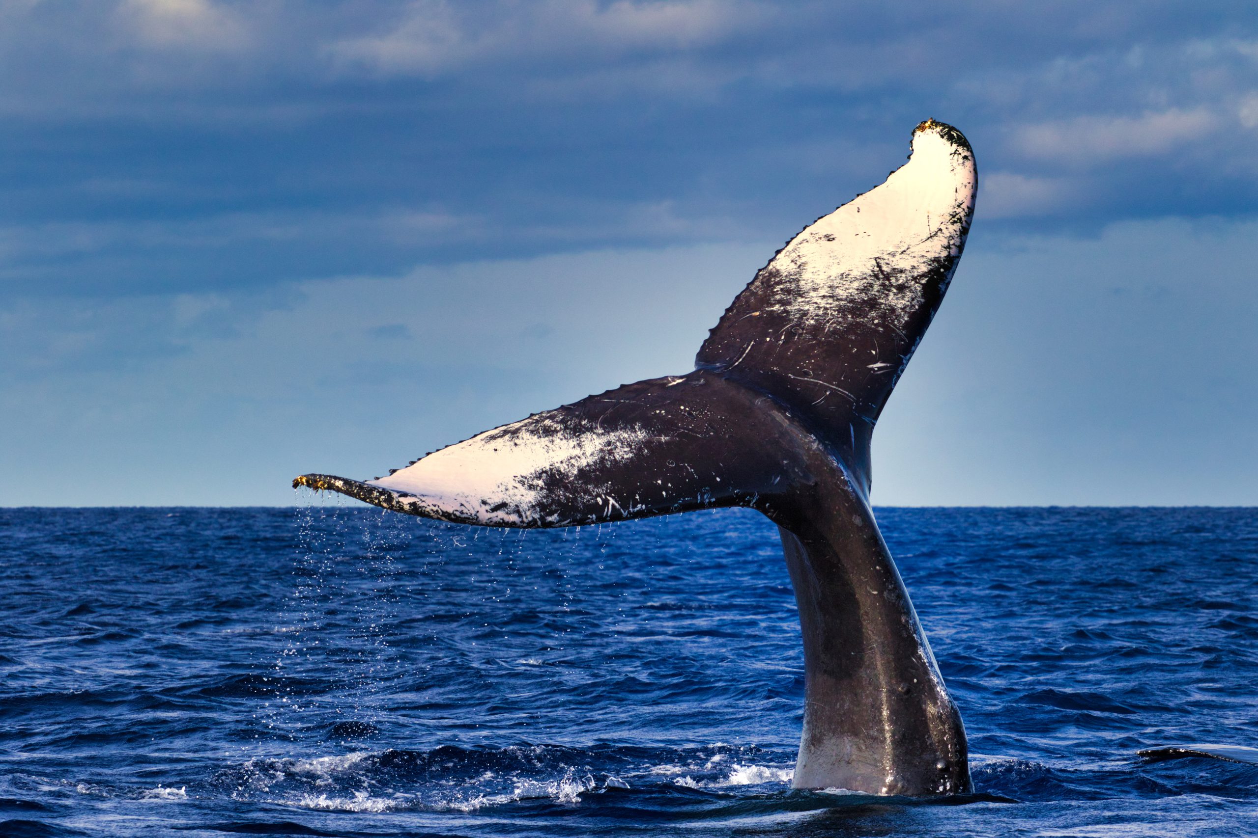 Picture taken by a whale watching tour group in Maui.