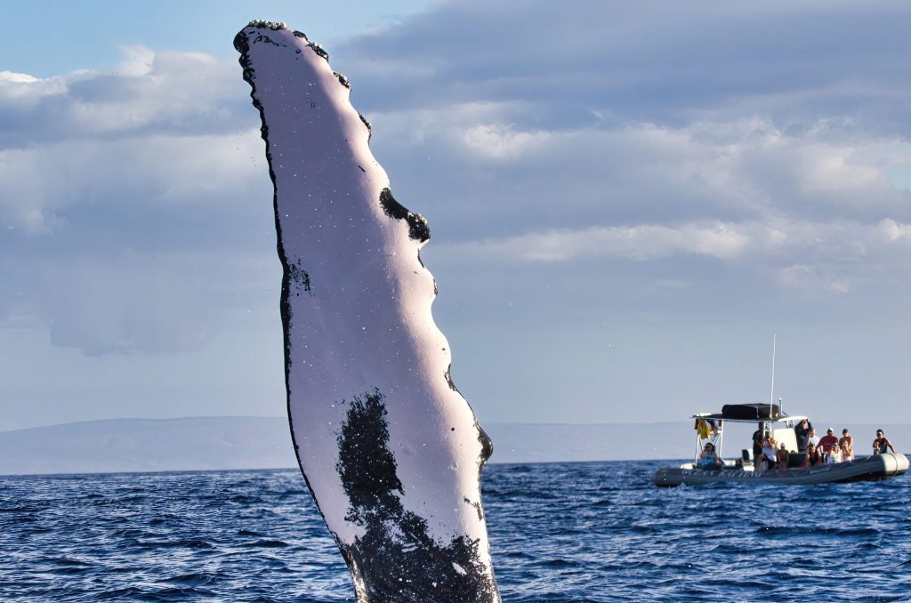 Planning a Trip to Maui? Here’s When to Book Your Whale Watching Tour