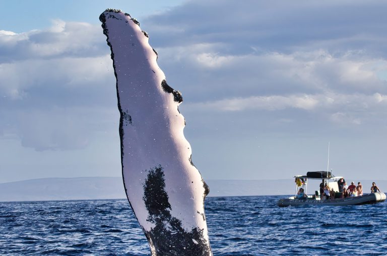 Planning a Trip to Maui? Here’s When to Book Your Whale Watching Tour