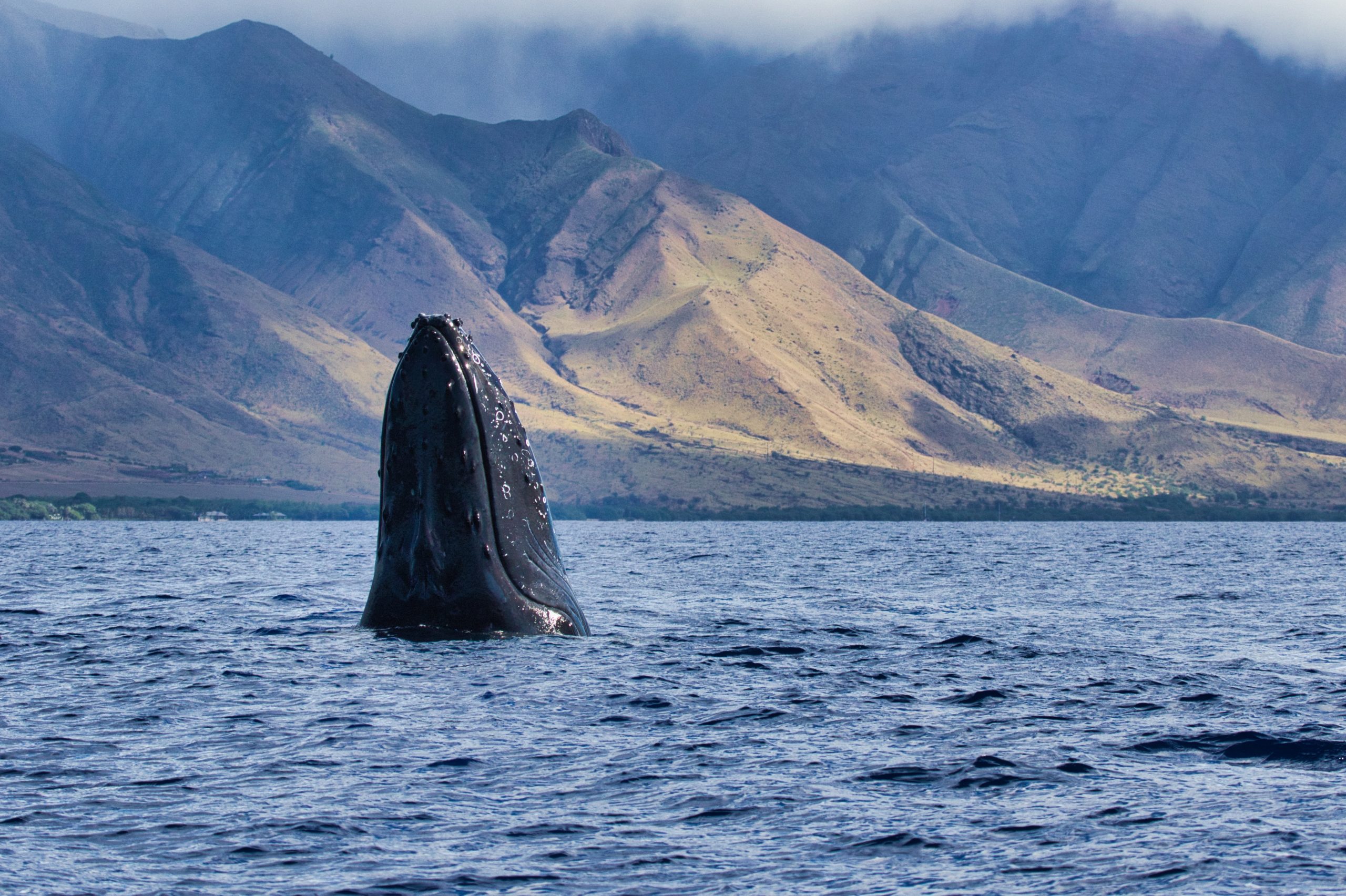 Whale breaking water in Maui Hawaii.
