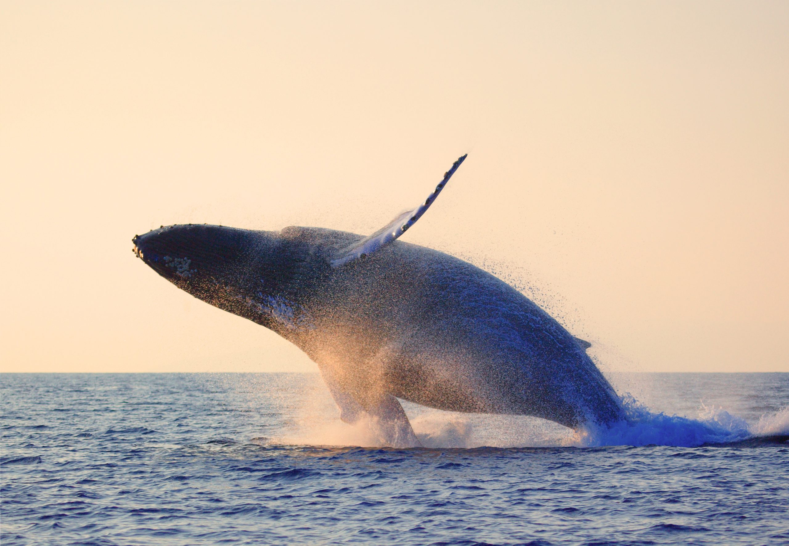 Whale in Maui jumping at sunset.